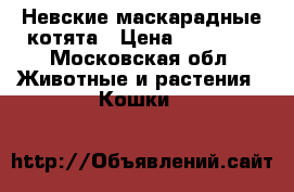 Невские маскарадные котята › Цена ­ 25 000 - Московская обл. Животные и растения » Кошки   